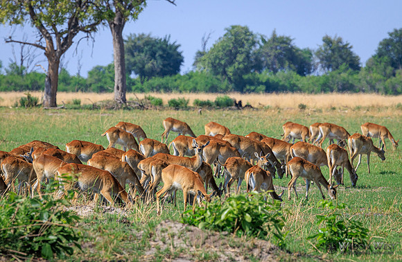 Red Lechwe