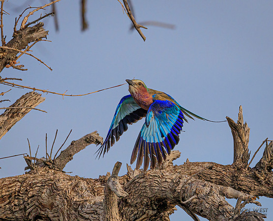 Lilac-breasted Roller