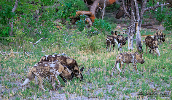 African Wild Dog