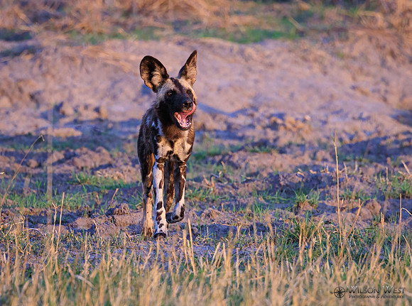 African Wild Dog