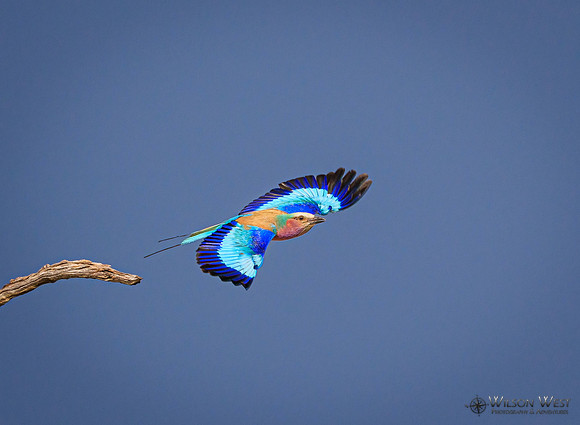 Lilac-breasted Roller