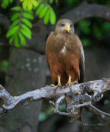 Black Kite