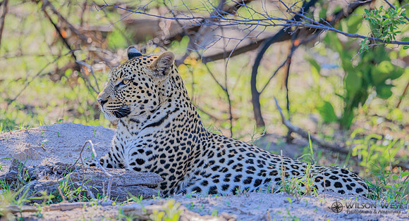 Leopard