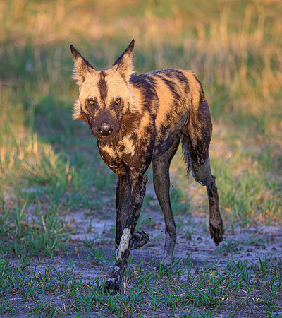 African Wild Dog