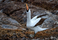 11-26 Genovesa Island