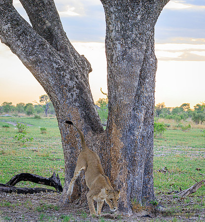 Lion