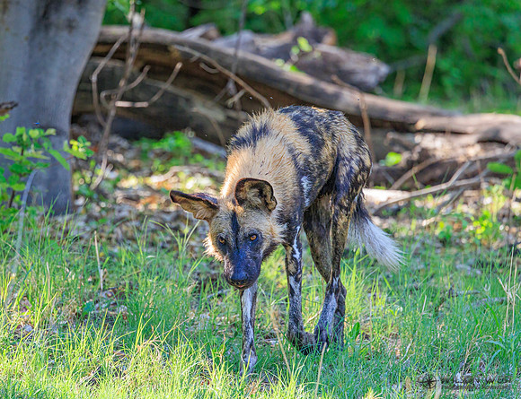 African Wild Dog