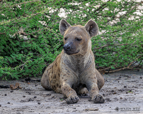 Spotted Hyena