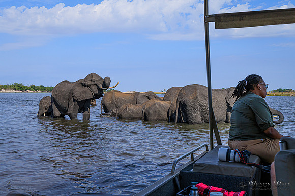 Elephant