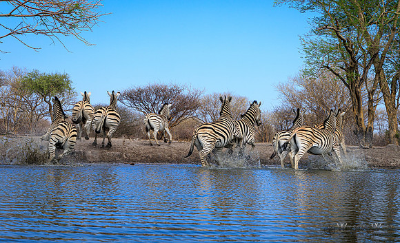 Burchell's Zebra