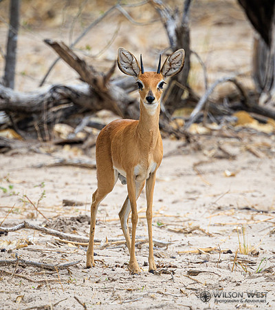 Steenbok