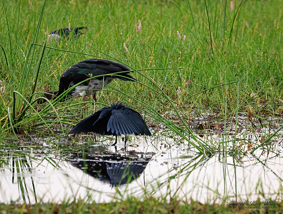 Black Heron, Spur-winged Goose
