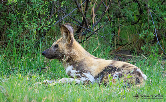 African Wild Dog