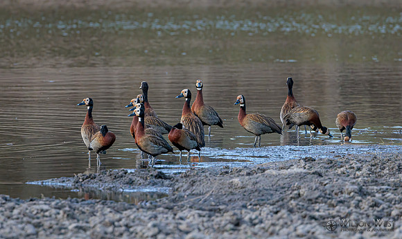White-faced Whistling Duck