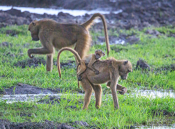 Baboon