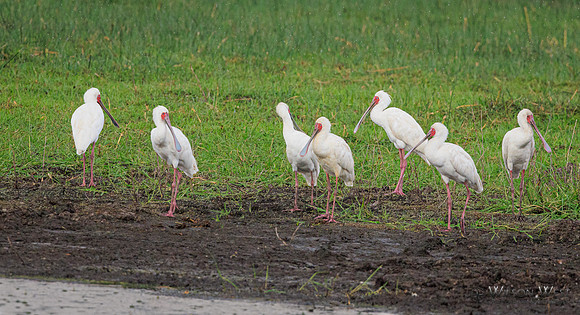 African Spoonbill