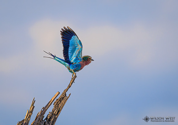 Lilac-breasted Roller