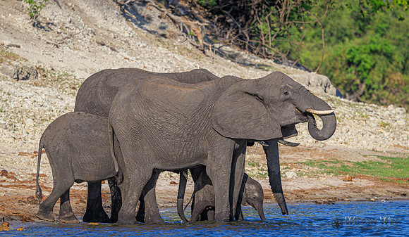 Elephant