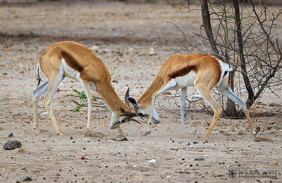 Springbok
