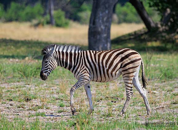 Burchell's Zebra
