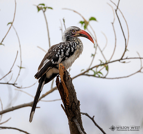 Red-billed Hornbill