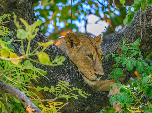 Lion