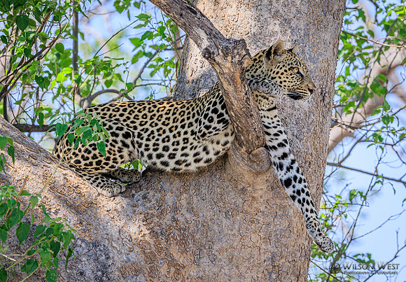 Leopard