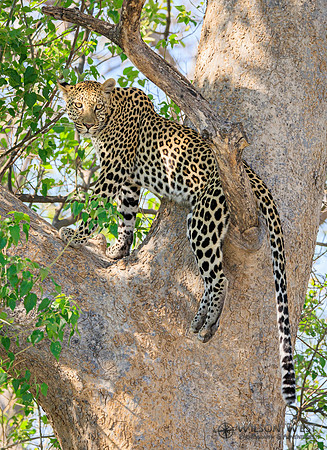 Leopard
