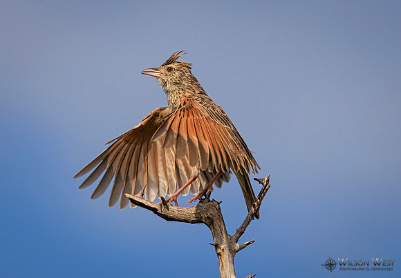 Rufous-naped Lark