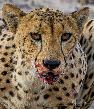 Cheetah