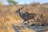 Greater Kudu