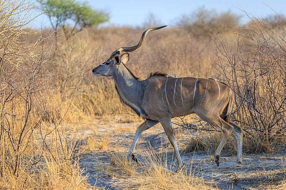 Greater Kudu