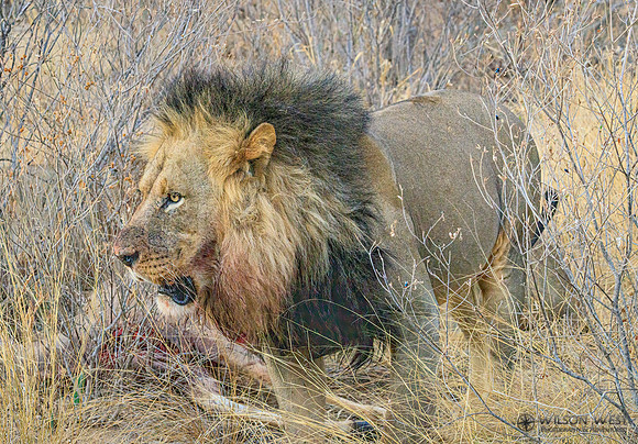Lions eating a kudu