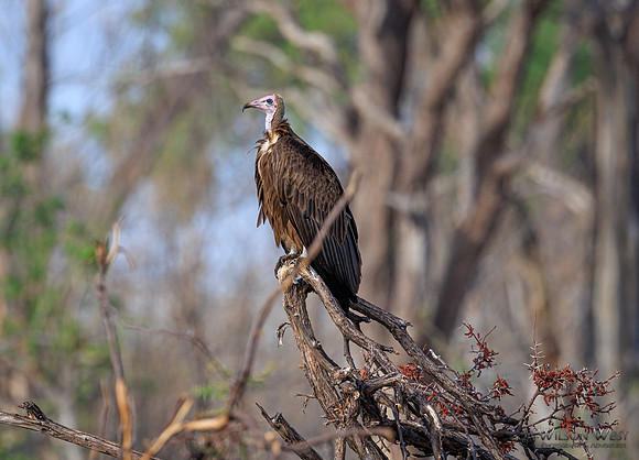 Hooded Vulture