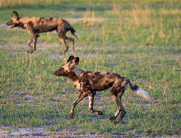 African Wild Dog