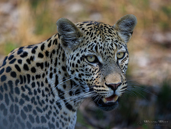 Leopard