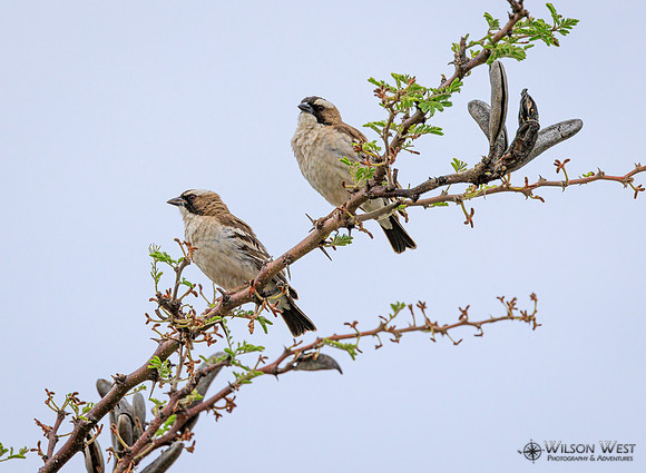 White-browed Sparrow-Weaver