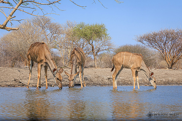 Greater Kudu