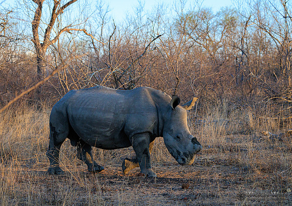 White Rhinoceros