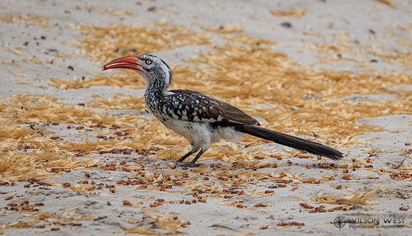 Red-billed Hornbill, Termites