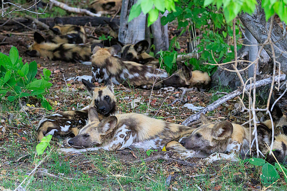 African Wild Dog