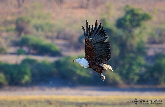 African Fish Eagle