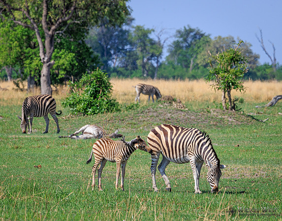 Red Lechwe