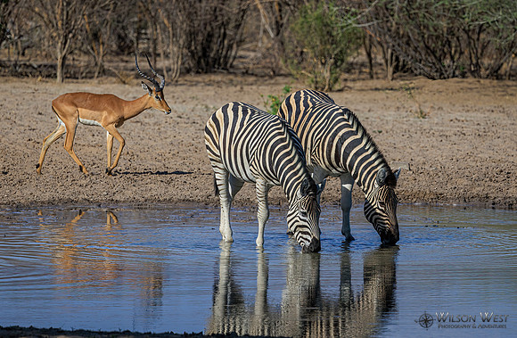 Burchell's Zebra