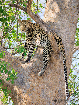Leopard
