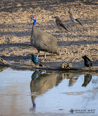 Helmeted Guineafowl, Cape Starling, Wattled Starling