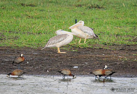 Pink-backed Pelican, White-faced Whistling Duck