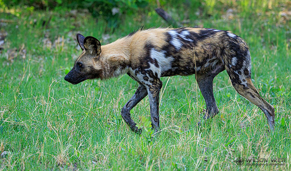 African Wild Dog