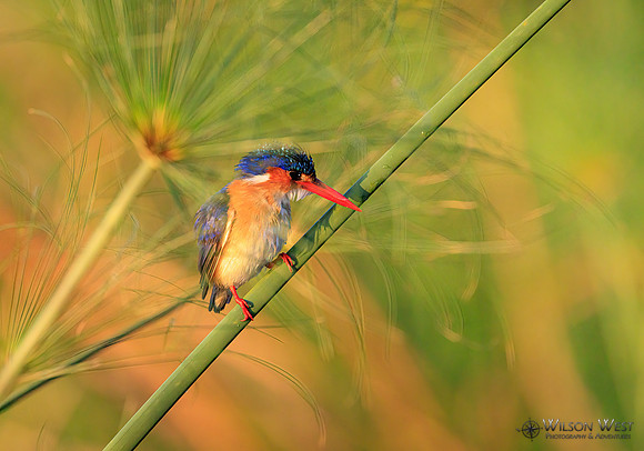 Malachite Kingfisher