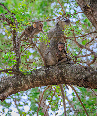 Vervet Monkey